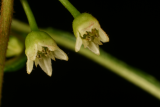 Rhamnus frangula 'Aspleniifolia' RCP5-06 318.jpg